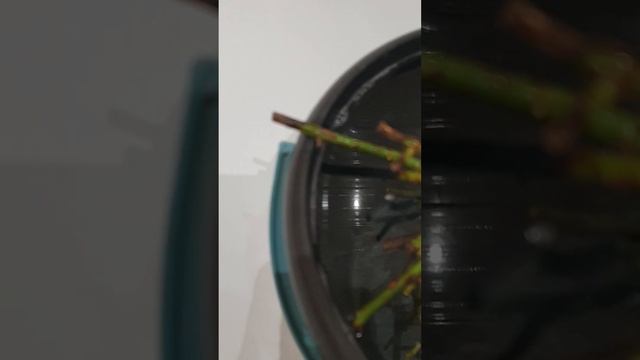 Штамбовая роза из питомника Кордес от покупки до посадки. Часть четвёртая. смотреть онлайн