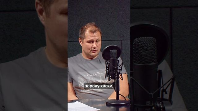 Хаски разнесет ваши 40 квадратных метров смотреть онлайн