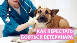Поход к ветеринару🏥 Как подготовить собаку к визиту в вет. клинику?🐕