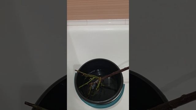 Штамбовая роза из питомника Кордес от покупки до посадки. Часть третья. смотреть онлайн