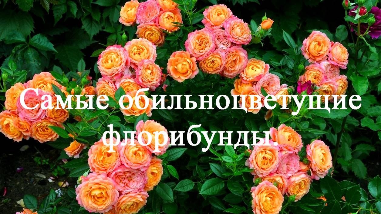 Самые обильноцветущие розы флорибунды. Часть первая. смотреть онлайн