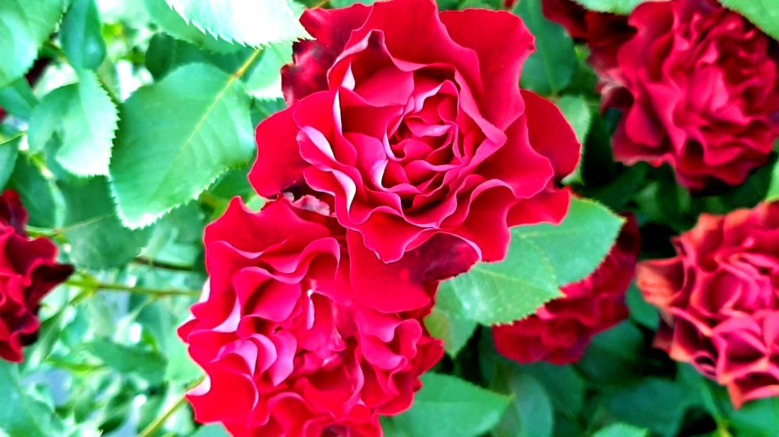 Цветение розы Омаж а Барбара. смотреть онлайн