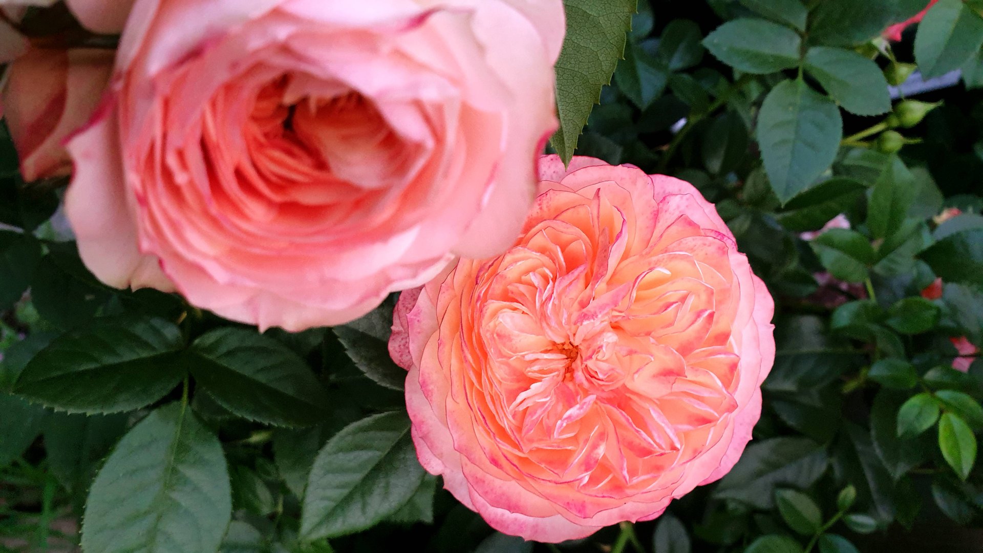 Сравнение по цвету роз Бриоза и Сурир де Хавр. смотреть онлайн