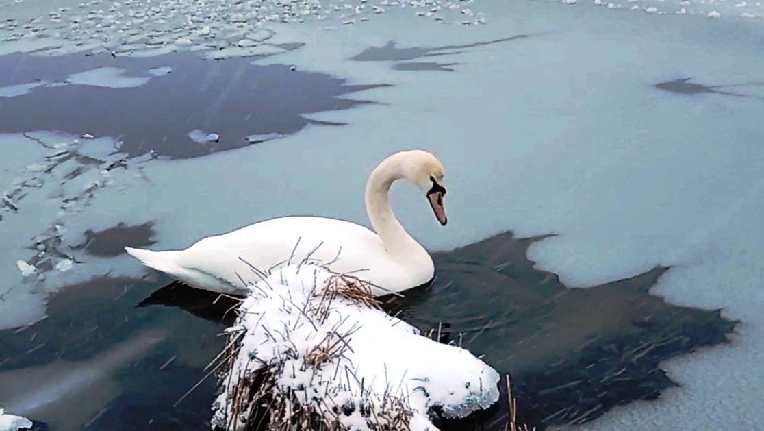 Лебедь смотреть онлайн