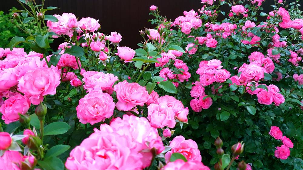 В моём саду цветут розы. Подмосковье. Лето 2024 г. смотреть онлайн