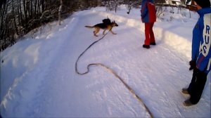 Немецкая овчарка Марта убегает играть к другим собакам, хозяйку не слышит. Что делать?