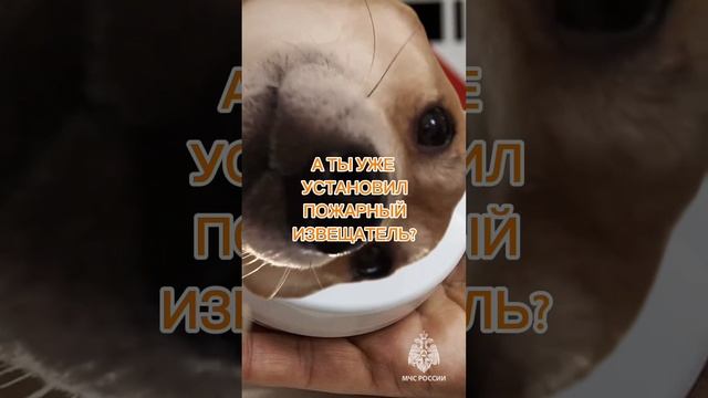 Среагирует на дым и разбудит даже ночью! #мчсроссии смотреть онлайн