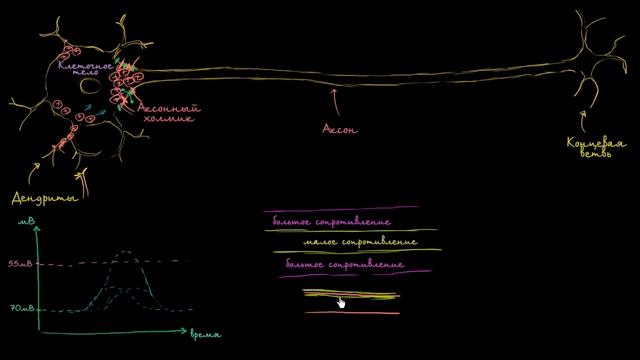 [KhanAcademy] Скачкообразная проводимость в нейронах смотреть онлайн
