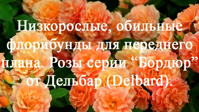 Розы серии "Бордюр" от Дельбар (Delbard). Низкорослые, обильные флорибунды для переднего плана. смотреть онлайн