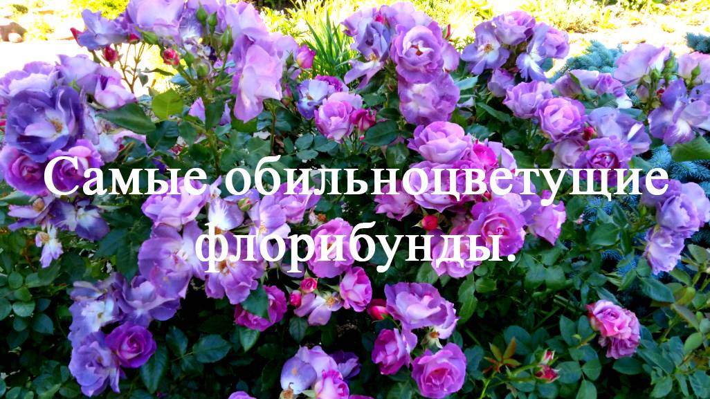Самые обильноцветущие розы флорибунды. Часть третья. смотреть онлайн