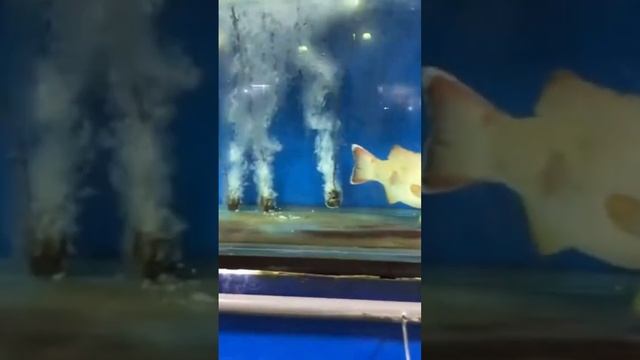 Рыбы на ночном Фиш маркете Борнео #путешествия #рыба #борнео смотреть онлайн