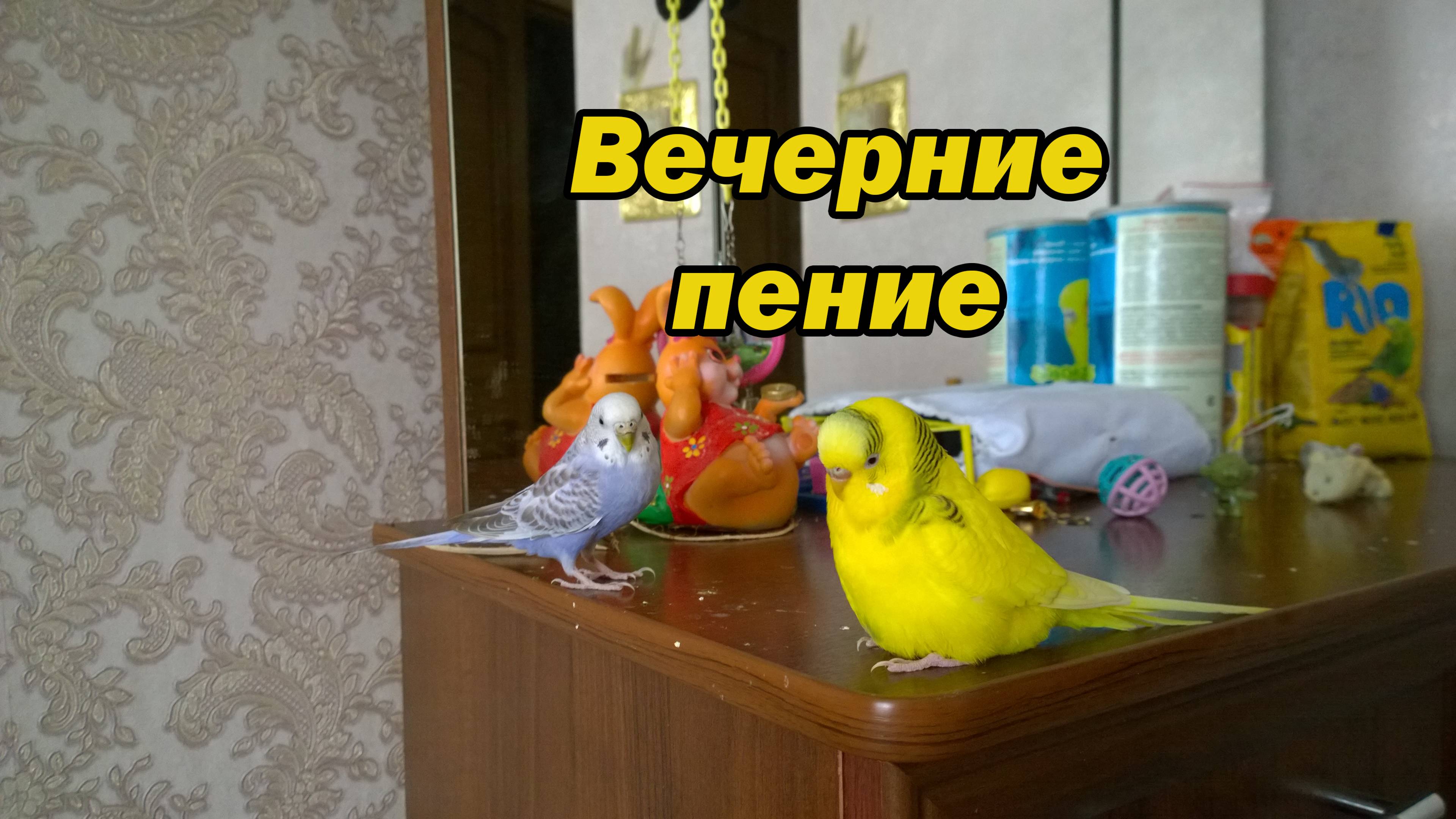 ВЕЧЕРНИЕ ЗВУКИ И ПЕНИЕ Волнистых Попугаев МОЛЛИ И ЧИКИ. Видео из Прямого Эфира смотреть онлайн