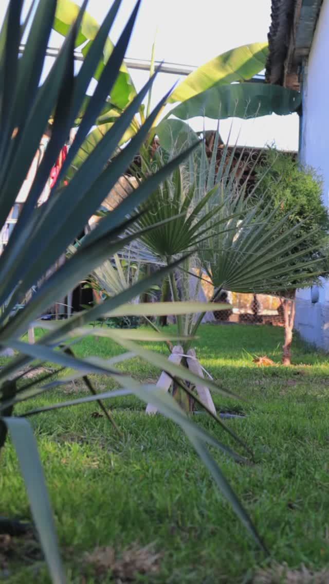 Мой молодой сад 3-го ноября 2024 смотреть онлайн