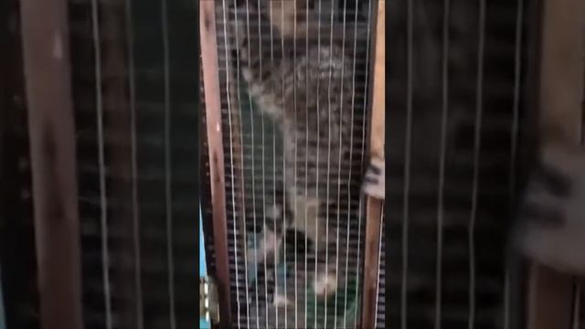 Бруней кошка в клетке #путешествия #бруней #кошка #клетка #путешествие смотреть онлайн