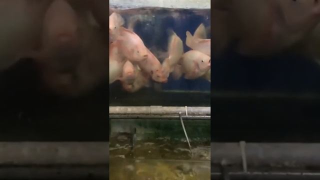 Выбор морепродуктов на Борнео #путешествия #travel #рыба #морепродукты смотреть онлайн