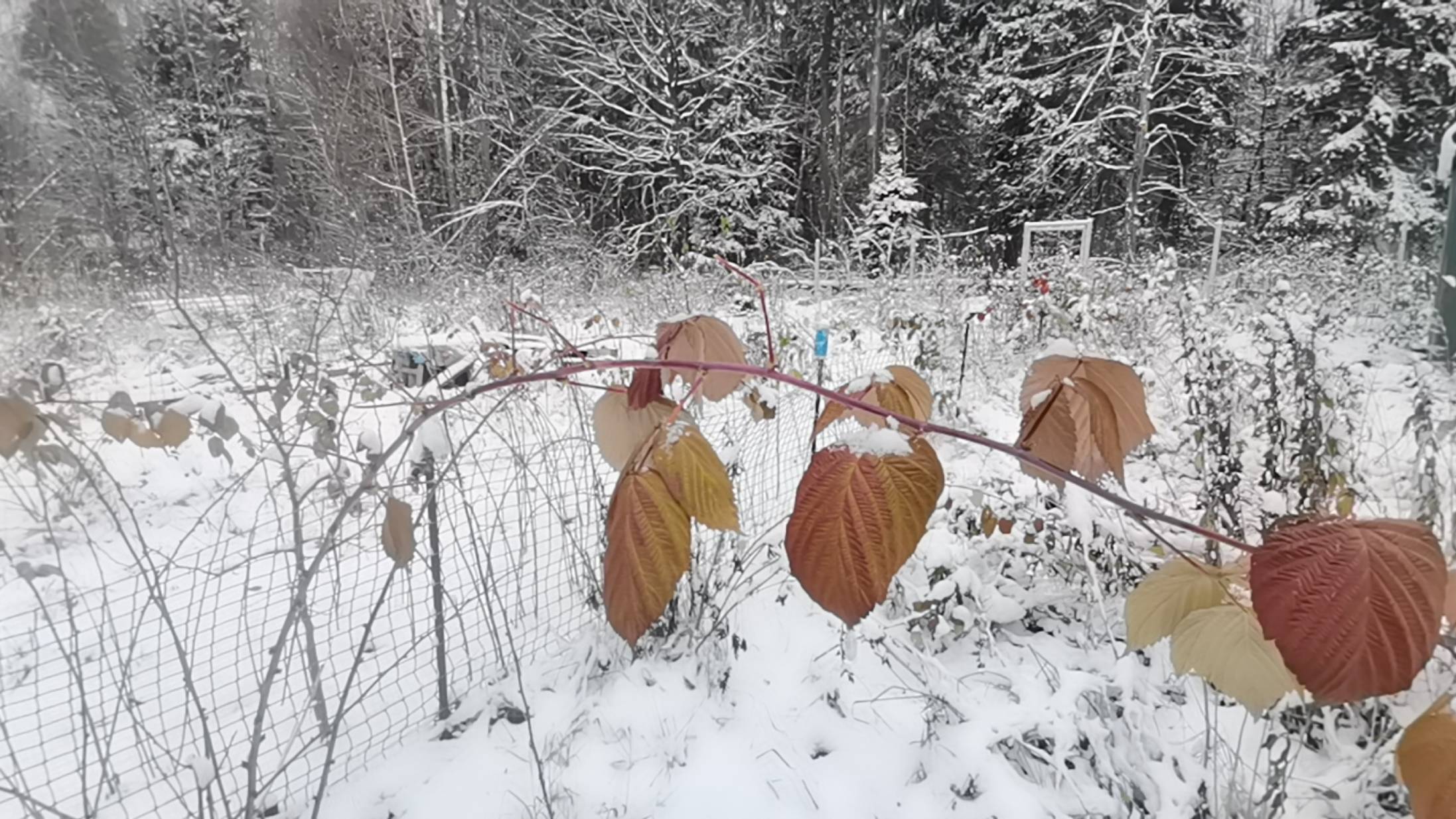 Первый снег Подмосковья 4 ноября 2024
