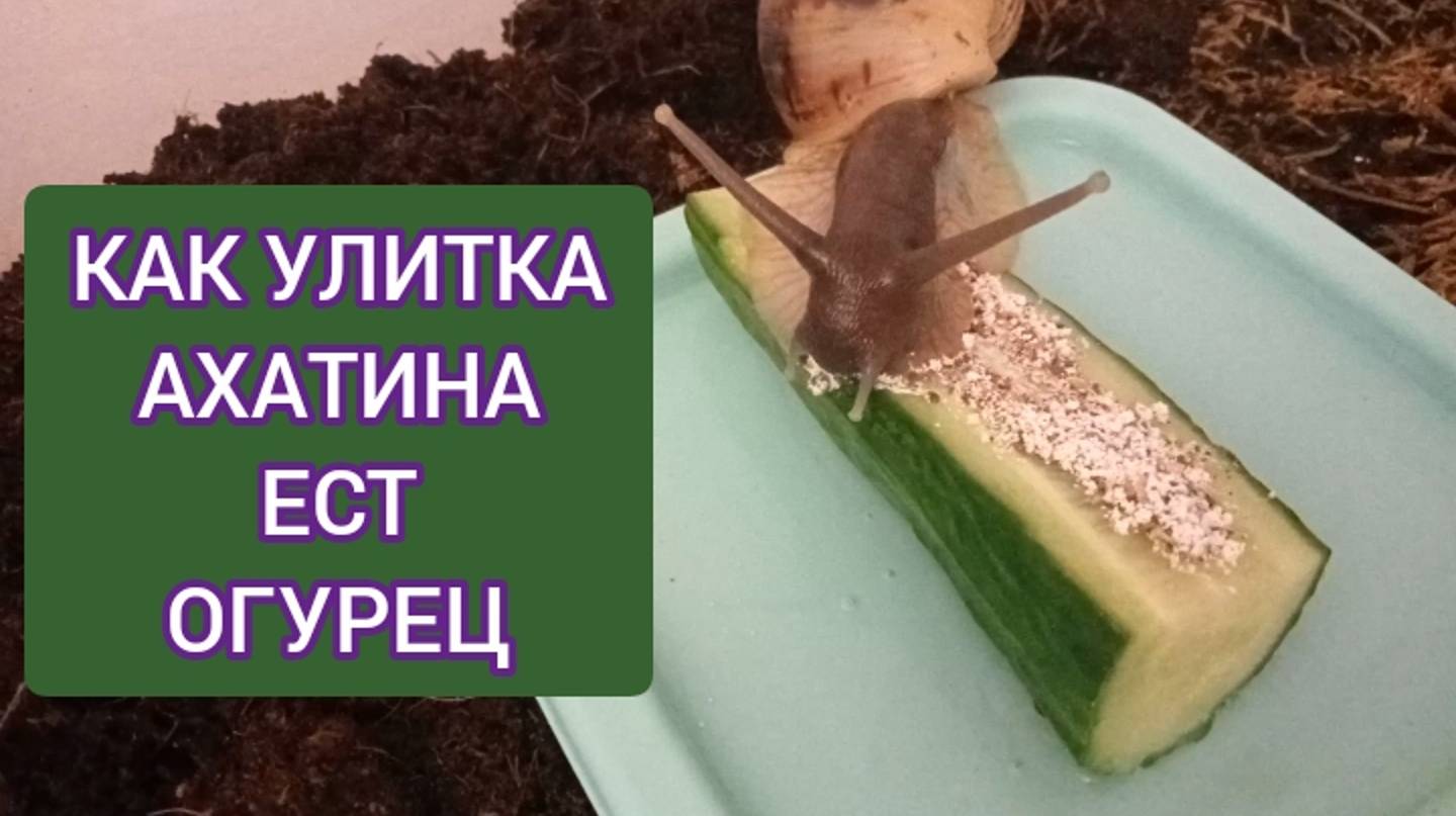 КАК ЕСТ УЛИТКА АХАТИНА. ЧЕМ КОРМИТЬ УЛИТКУ АХАТИНУ смотреть онлайн