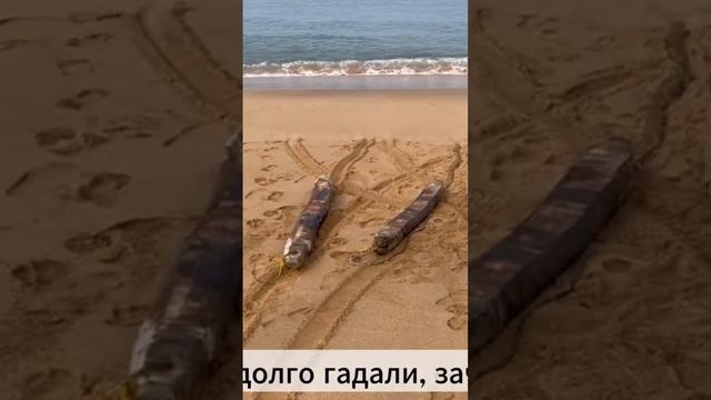 Пляж Кола в Индии #путешествия #travel #индия #пляж #море смотреть онлайн