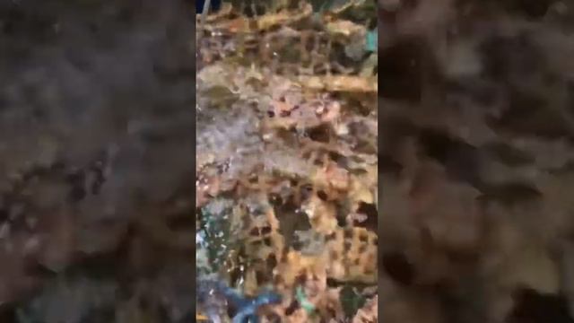 Крабы острова Борнео #путешествия #travel #крабы #борнео смотреть онлайн