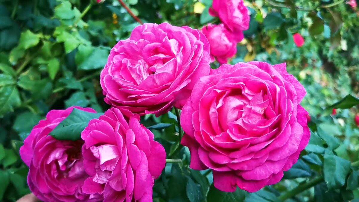 Цветение розы Сент оф Вумен. смотреть онлайн