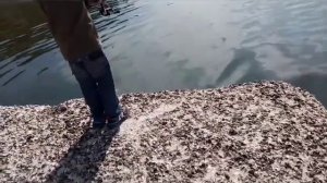 Ольгинка Туапсинский район Рыбалка на море