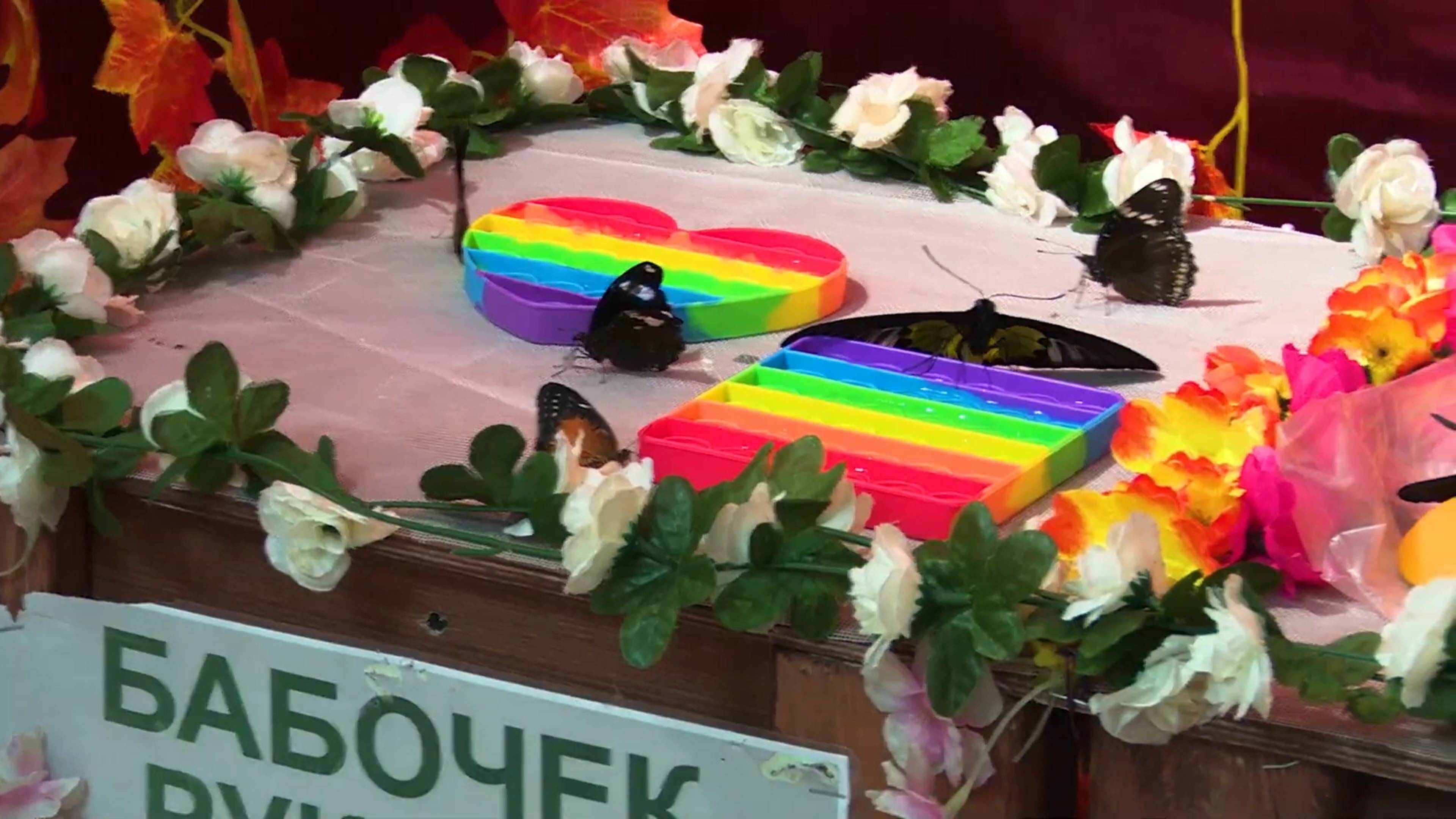 В МВЦ открылась выставка живых тропических бабочек и пауков 04.11.2024 смотреть онлайн