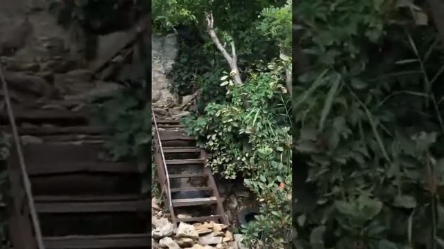 Собаки Богудонии #путешествия #море #богудония #собака #таганрог смотреть онлайн