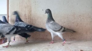 Голуби Венгрии. Дереши.