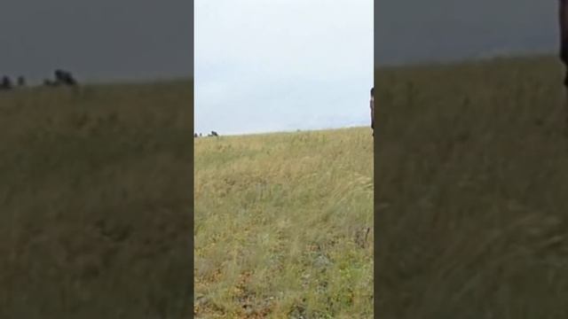 Глядя на Аркаим с высоты птичьего полёта #путешествия #аркаим #самолет #археология #travel смотреть онлайн