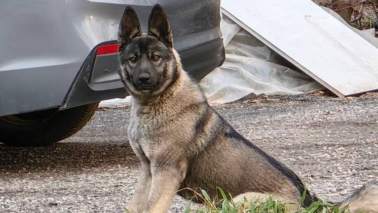 Лучший друг человека смотреть онлайн