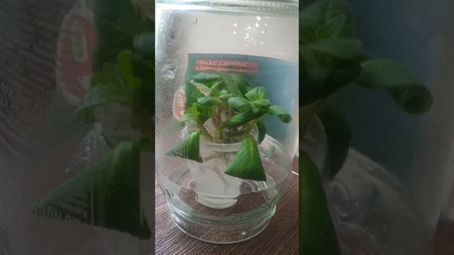 Укоренение черенков петунии в воде. Часть первая. 10.05.2024 г. смотреть онлайн