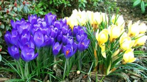 Первоцветы в саду. Интересные идеи.