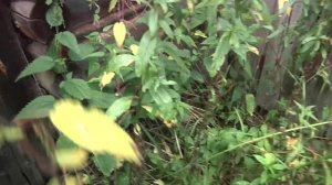 Обзор заброшенной пасеки. Ч.1.