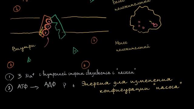 [KhanAcademy] Натрий-калиевый насос смотреть онлайн