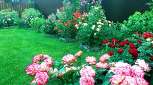 Цветение роз. Подмосковье. Вечер. 01.07.2024 г.