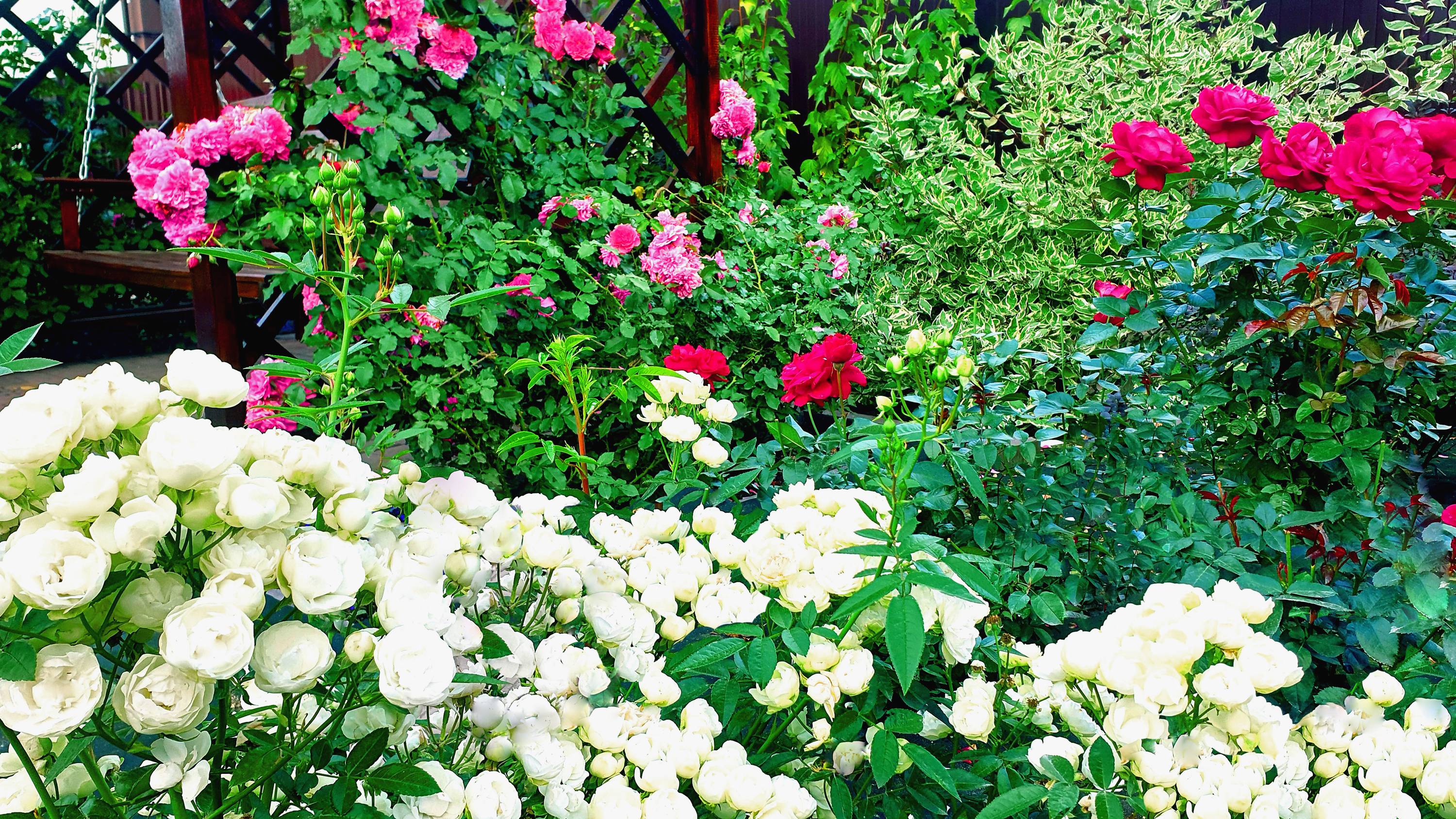 Цветение розы Вайт Морсдаг. смотреть онлайн