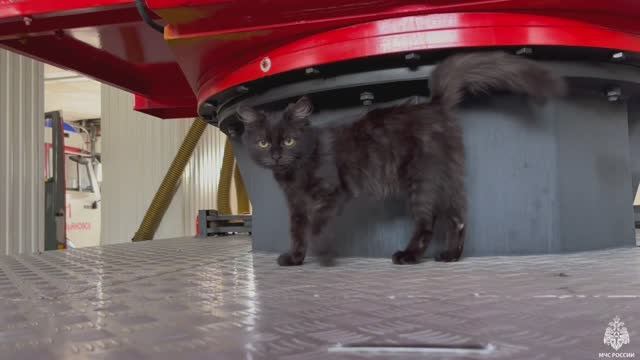 Без кота и жизнь не та: в пожарных рядах пополнение! смотреть онлайн