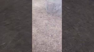 как делать ловушки для лис и рысь