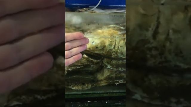 Огромные устрицы острова Борнео #путешествия #travel #устрицы #морепродукты смотреть онлайн