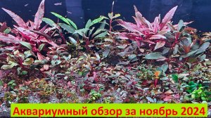 Аквариумный обзор за ноябрь 2024