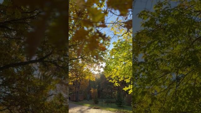 Осень осень🍂🍁#shorts смотреть онлайн