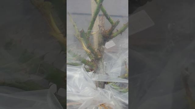 Штамбовая роза из питомника Кордес от покупки до посадки. Часть десятая. смотреть онлайн