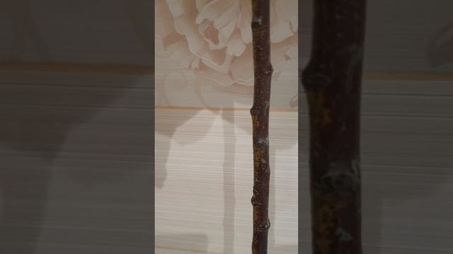 Штамбовая роза из питомника Кордес от покупки до посадки. Часть седьмая. смотреть онлайн