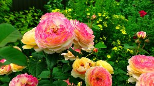 Цветение розы Розоман Жанон.