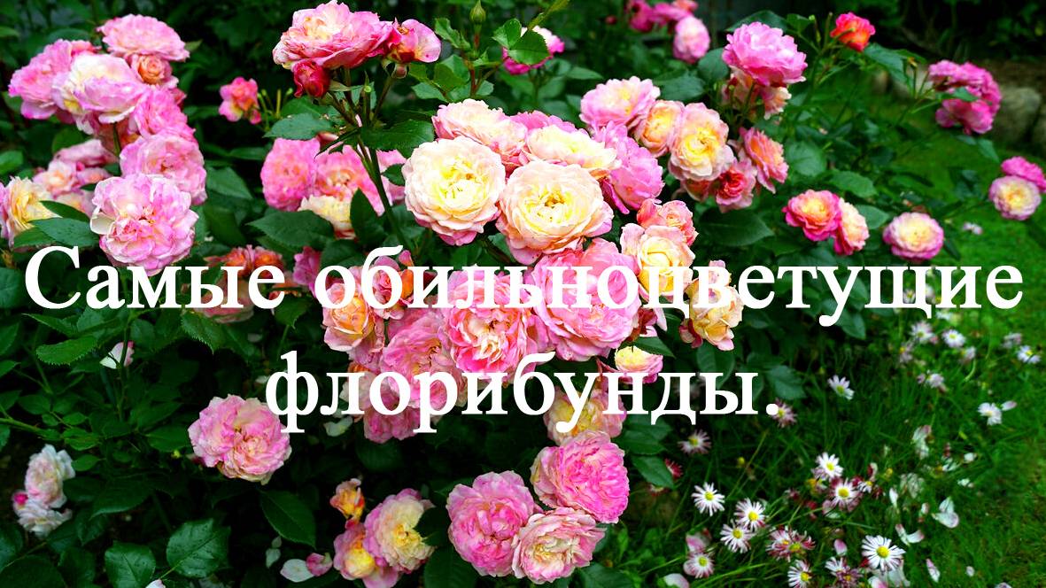 Самые обильноцветущие розы флорибунды. Часть четвёртая. смотреть онлайн