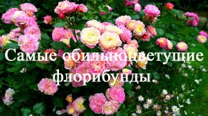 Самые обильноцветущие розы флорибунды. Часть четвёртая.