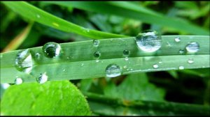 р1 автоматизация звука р в начале слова