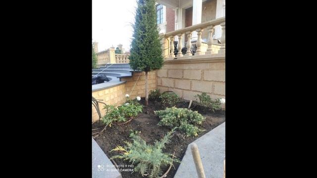 Посадка крупномеров - 2022 г. Крупномеры в ландшафтном дизайне. Декоративные растения у дома.