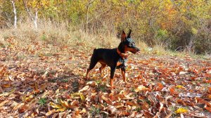 Осенняя прогулка с цвергпинчером