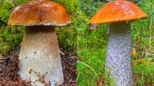 ШИКАРНАЯ ГРИБАЛКА С ПРЕВОСХОДНЫМ РЕЗУЛЬТАТОМ | БЕЛЫЕ ГРИБЫ И ПОДОСИНОВИКИ ЗАХВАТИЛИ ЛЕС | ГРИБЫ 2020